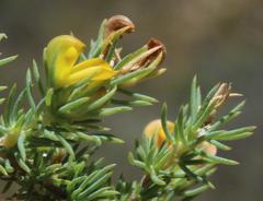 Aspalathus juniperina juniperina