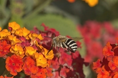 Amegilla quadrifasciata