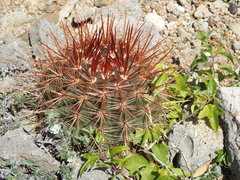 Melocactus macracanthos