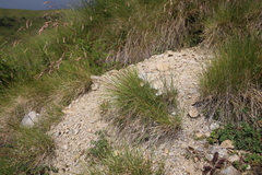Festuca scabriculmis