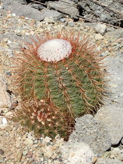 Melocactus macracanthos