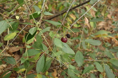 Prunus fruticosa