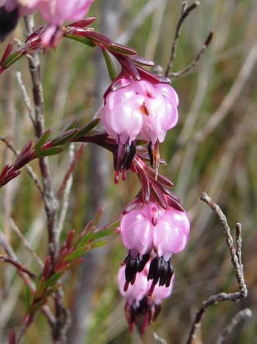 Erica spumosa L.