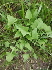 Sonchus oleraceus