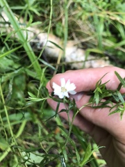 Achillea salicifolia