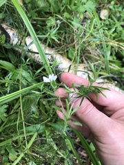 Achillea salicifolia