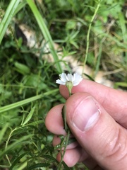 Achillea salicifolia