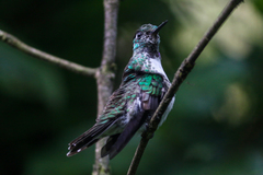 Lampornis hemileucus