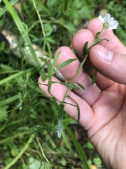 Achillea salicifolia
