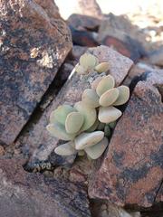 Crassula sericea var. sericea image