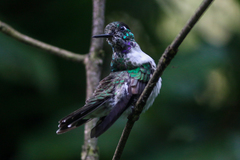 Lampornis hemileucus