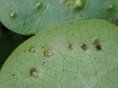 Puccinia asarina