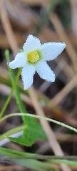 Trochomeria sagittata