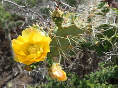 Opuntia caracassana