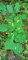 Phyllonorycter issikii