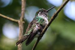 Lampornis hemileucus