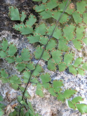 Adiantum concinnum