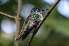 Lampornis hemileucus