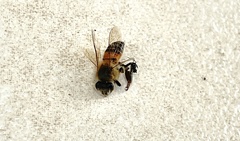 Apis mellifera