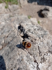 Cephenemyia stimulator