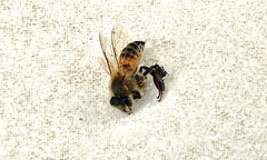 Apis mellifera