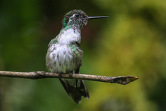 Lampornis hemileucus