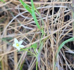 Trochomeria sagittata