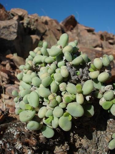 Portulacaria pygmaea Pillans