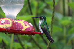 Lampornis hemileucus