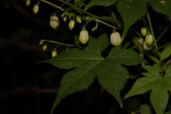 Ceratiosicyos laevis