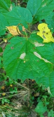 Phyllonorycter issikii