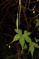 Ceratiosicyos laevis
