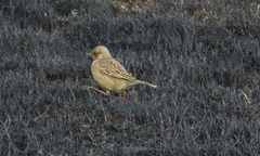 Macronyx capensis colletti