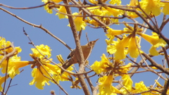 Campylorhynchus turdinus
