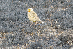 Macronyx capensis colletti