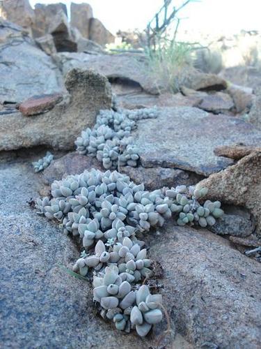 Crassula sericea var. hottentotta image