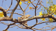Campylorhynchus turdinus