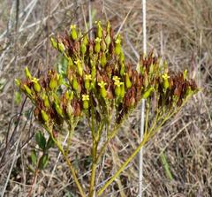 Kalanchoe paniculata