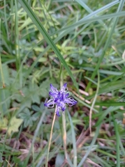 Phyteuma hemisphaericum