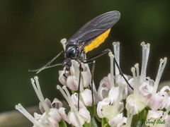 Sciara hemerobioides
