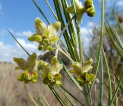 Gomphocarpus tomentosus tomentosus