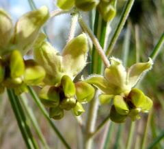 Gomphocarpus tomentosus tomentosus