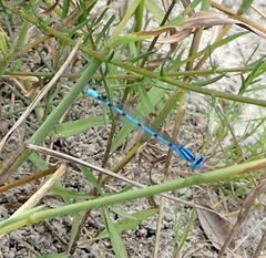 Enallagma doubledayi