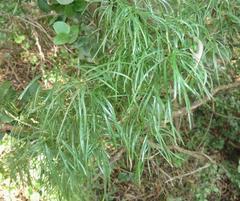 Asparagus angusticladus