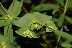 Euphorbia kraussiana
