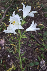 Lilium candidum