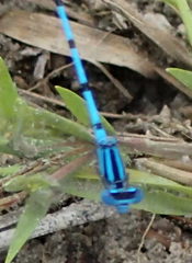 Enallagma doubledayi