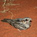 Rufous-cheeked Nightjar - Photo (c) Christine Sydes, some rights reserved (CC BY-NC), uploaded by Christine Sydes
