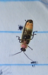 Photinus sabulosus