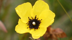 Tuberaria globulariifolia